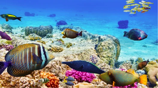 Colorful fish in a coral reef